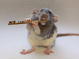 Rat en fluit