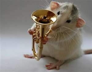 Euphonium en rat uit orkest